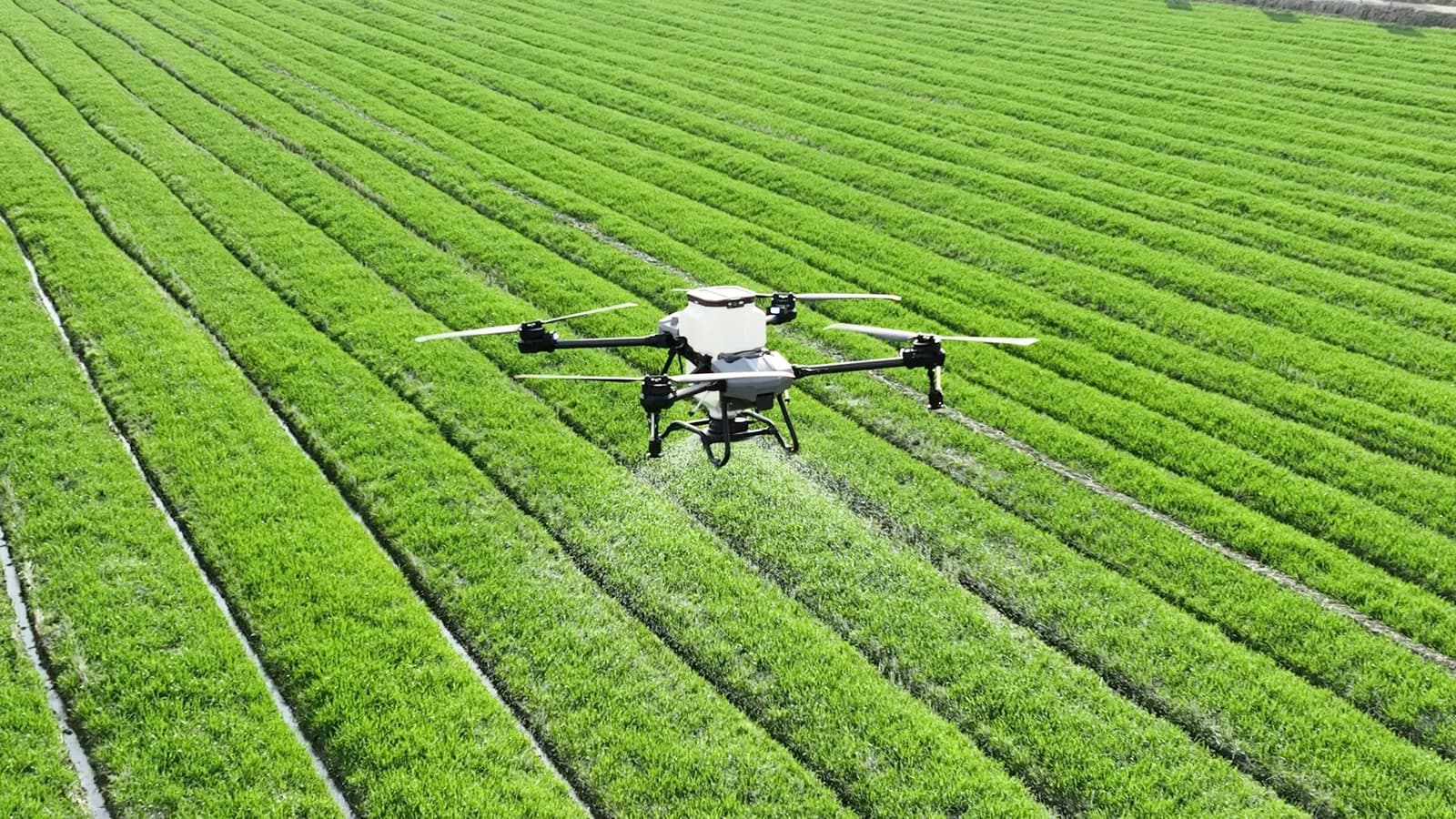 Agricultural drone spraying a crop in South East Queensland